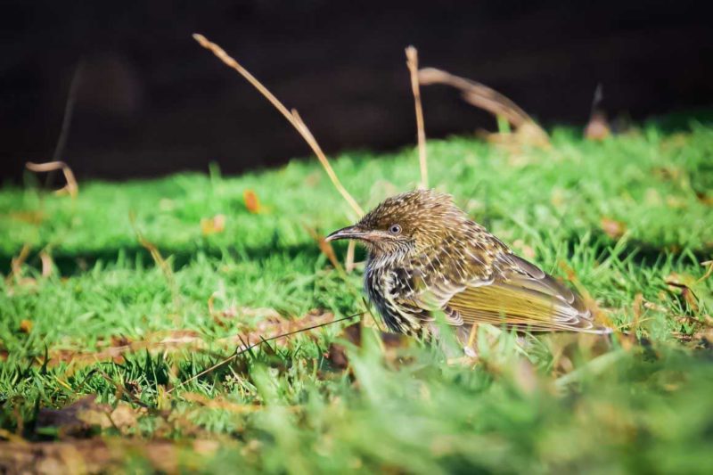 A Little Wattlebird in a Tasmanian field © Claire Blumenfeld