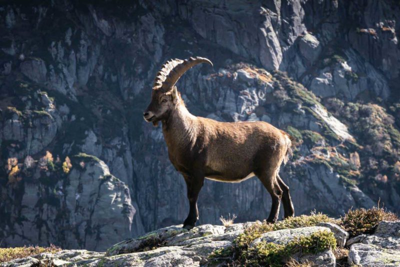 An Ibex in the Aiguilles Rouges massif in the French Alps © Claire Blumenfeld