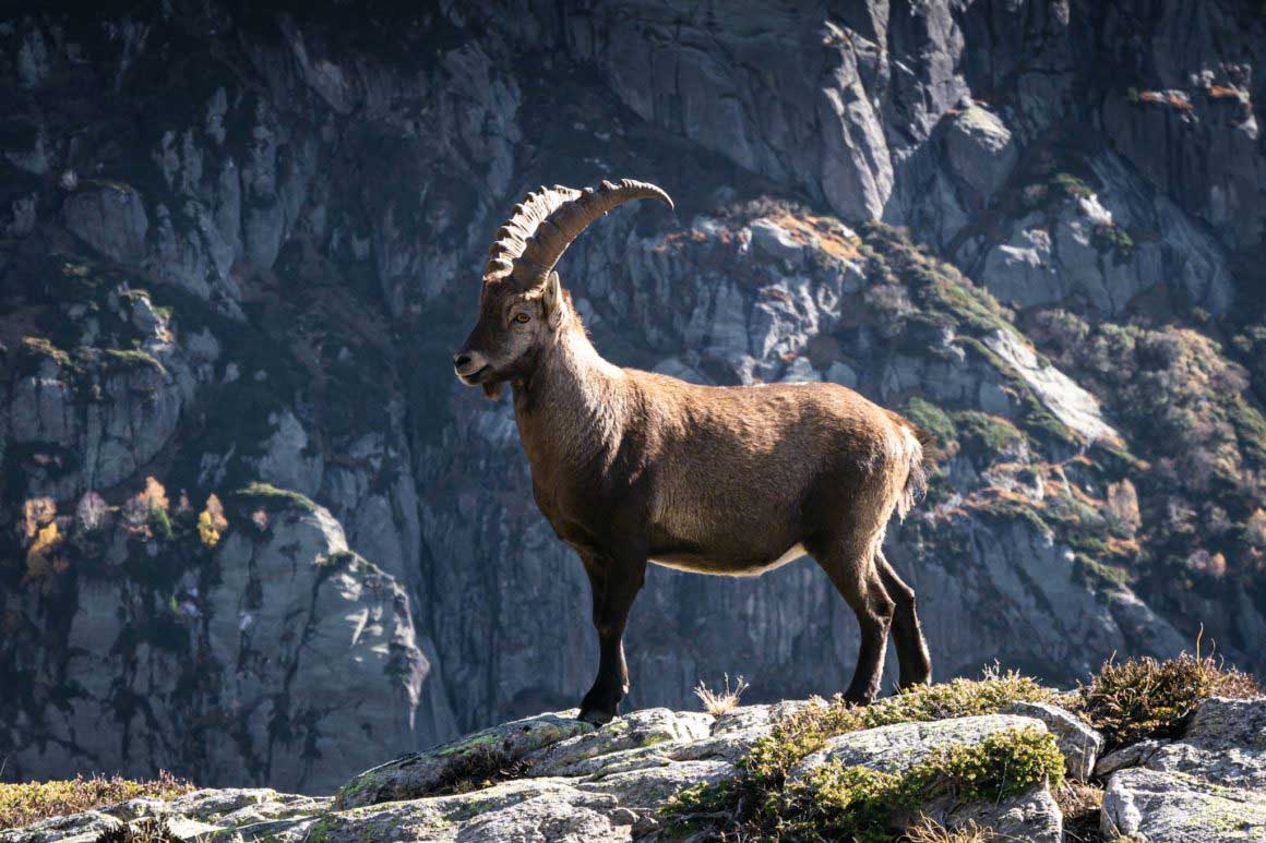 Un Bouquetin dans le massif des Aiguilles Rouges dans les Alpes Françaises © Claire Blumenfeld