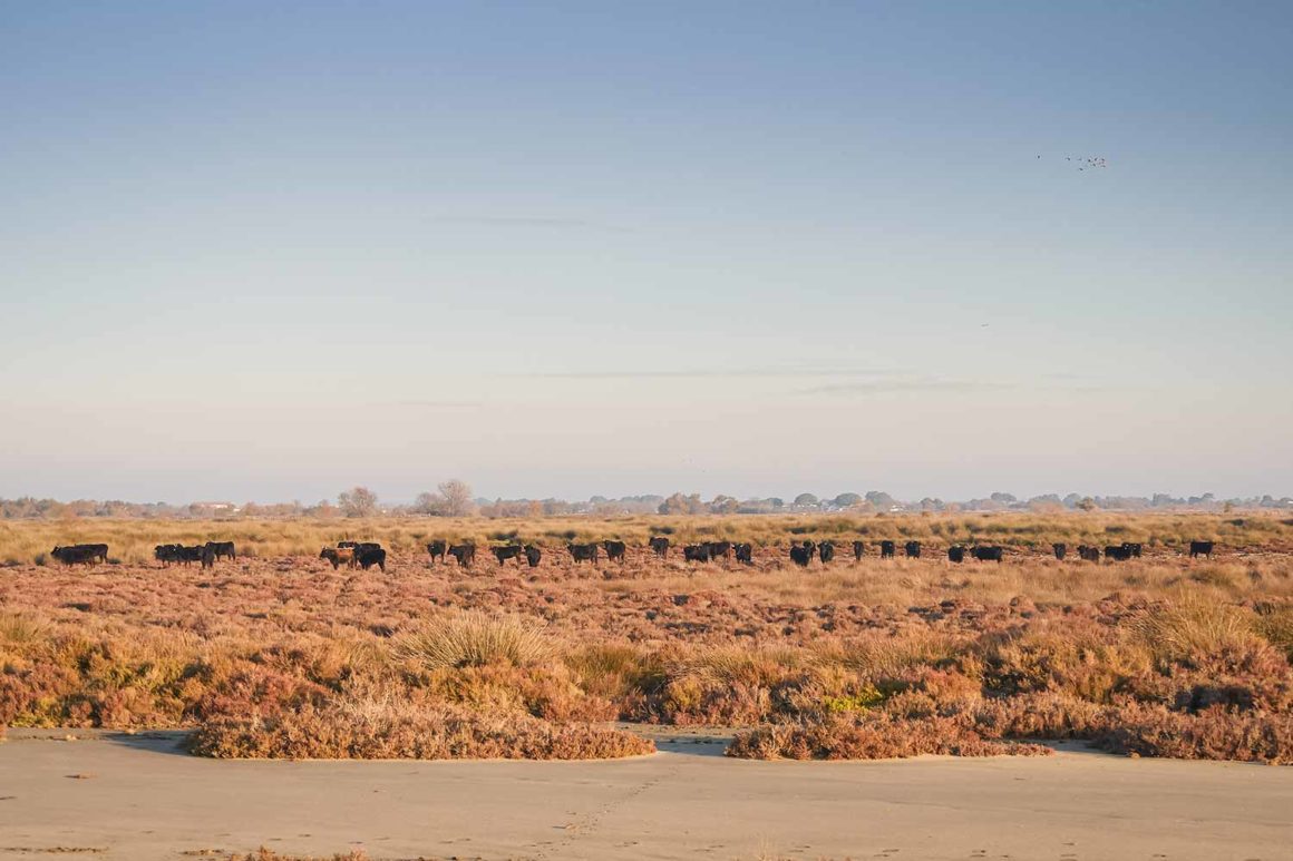 Camargue, France © Claire Blumenfeld