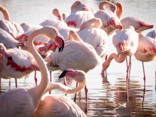 Greater flamingos in Camargue, France © Claire B. - Please do not use without authorization