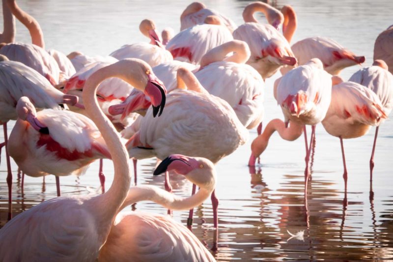 Greater flamingos in Camargue, France © Claire B. - Please do not use without authorization