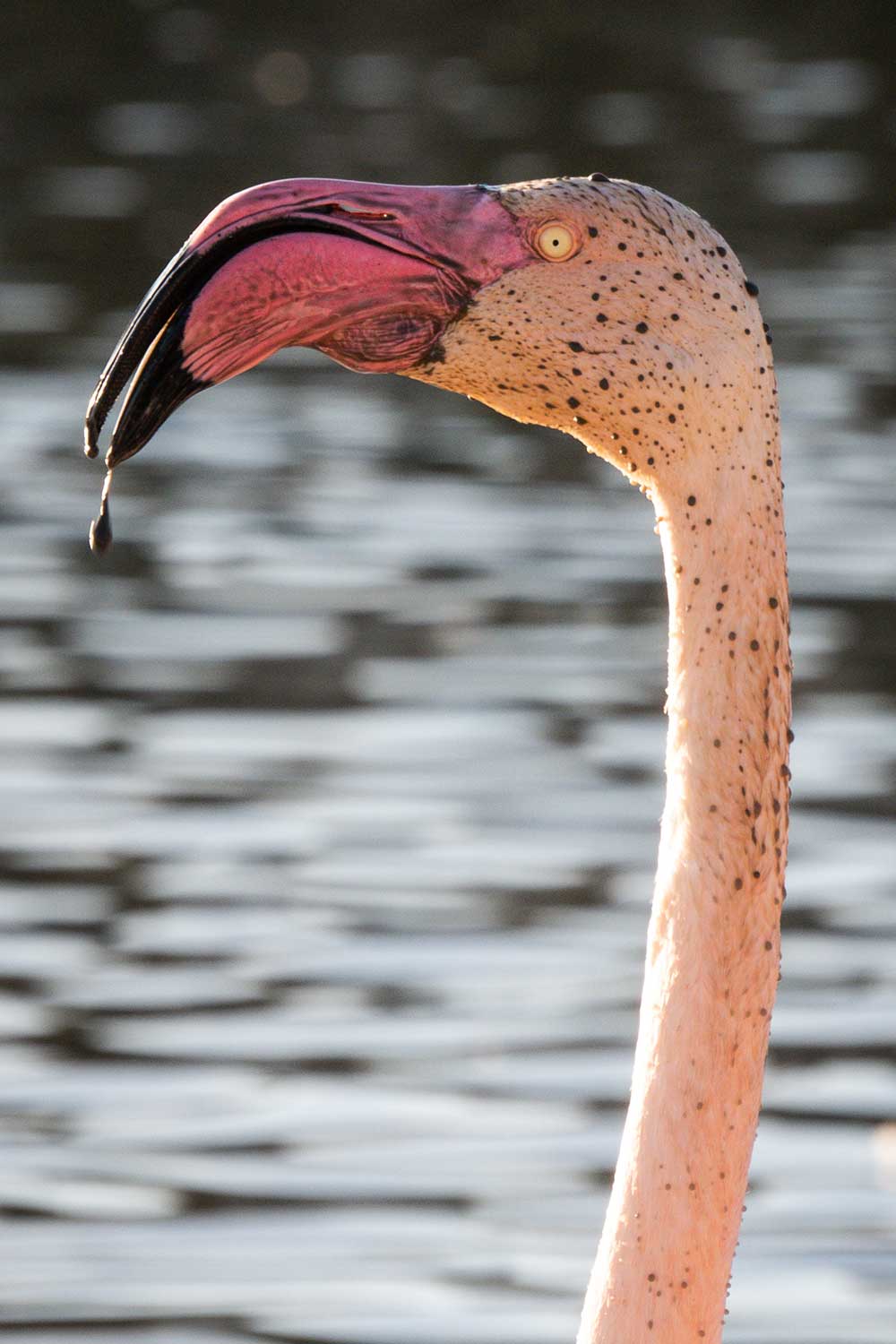 Flamants roses en Camargue, France © Claire B. - Merci de ne pas utiliser sans autorisation