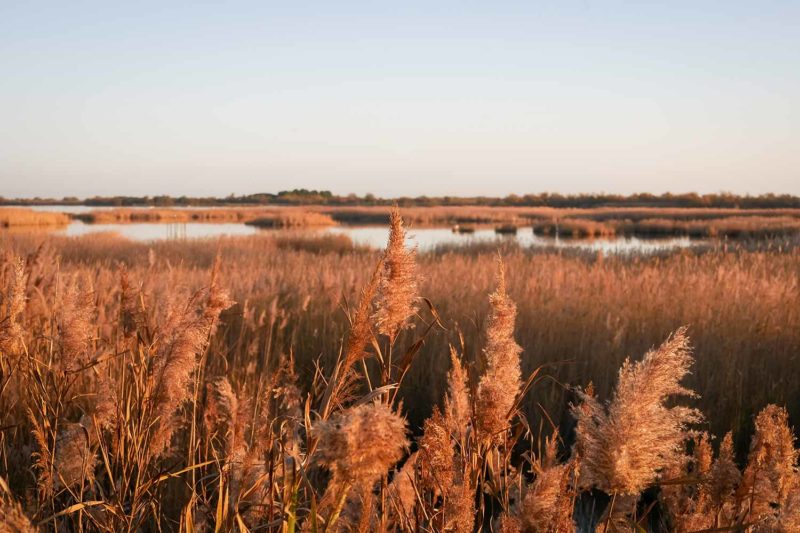 Camargue, France © Claire B. - Please do not use without authorization