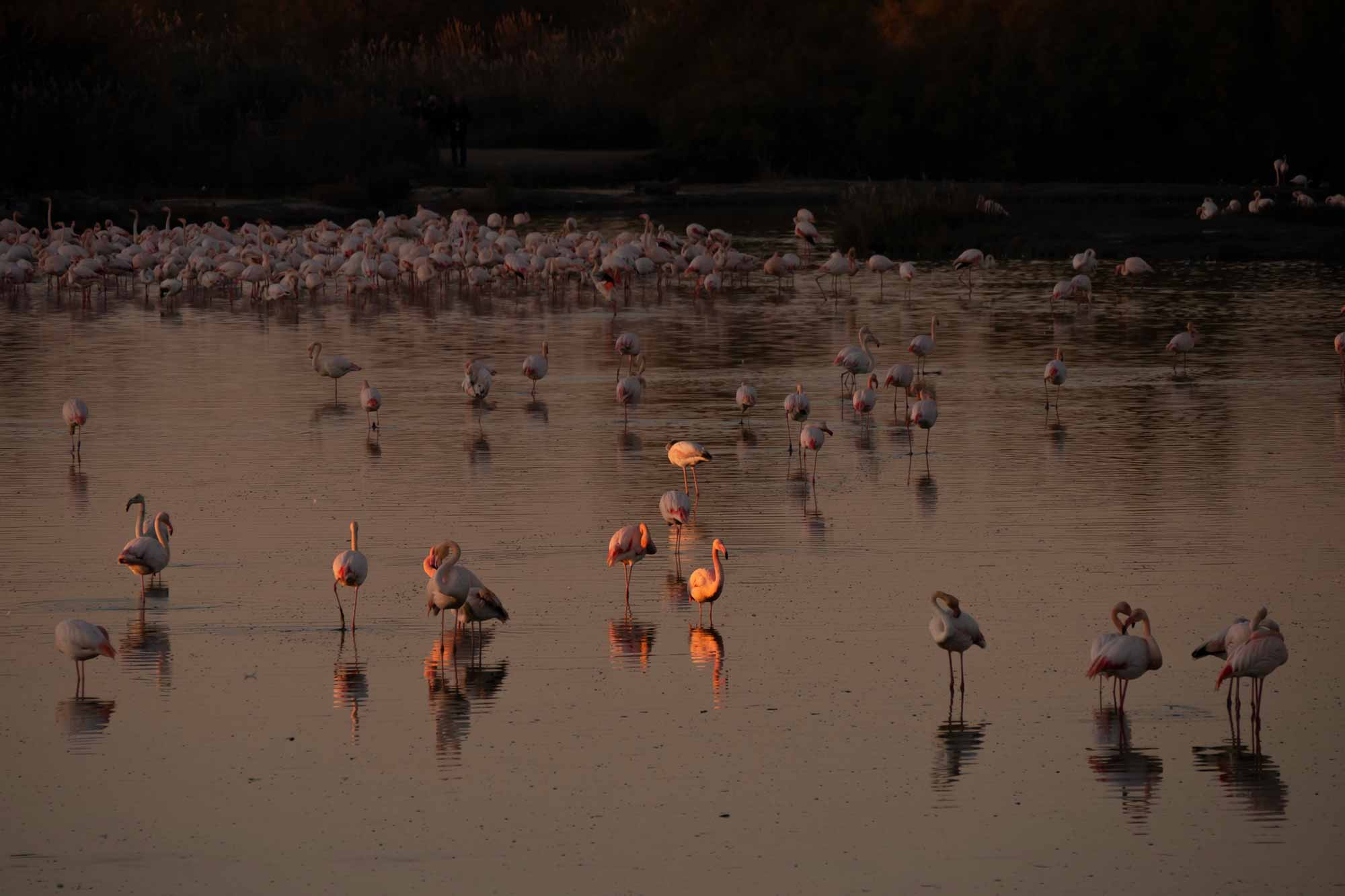 Flamants roses en Camargue, France © Claire B. - Merci de ne pas utiliser sans autorisation