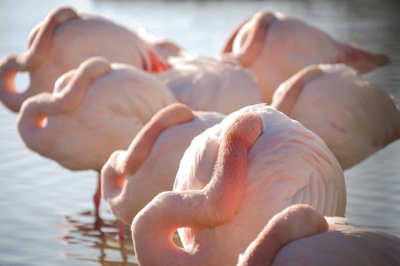 Greater flamingos in Camargue, France © Claire B. - Please do not use without authorization