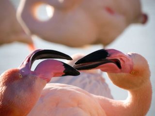 Flamants roses en Camargue, France © Claire Blumenfeld