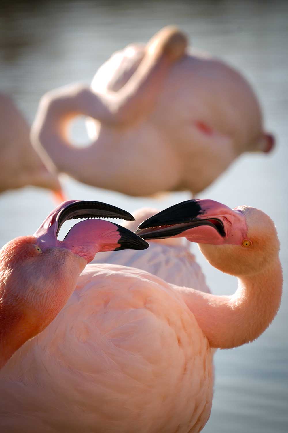 Flamants roses en Camargue, France © Claire B. - Merci de ne pas utiliser sans autorisation
