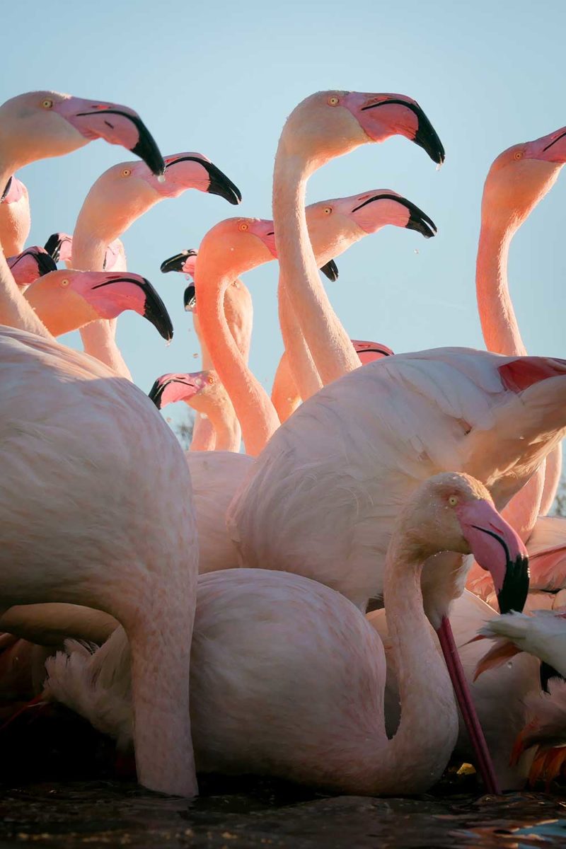 Greater flamingos in Camargue, France © Claire B. - Please do not use without authorization