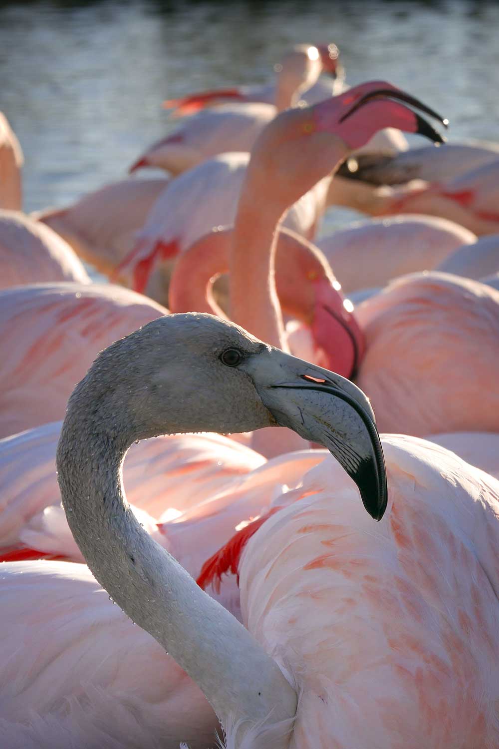 Flamants roses en Camargue, France © Claire B. - Merci de ne pas utiliser sans autorisation