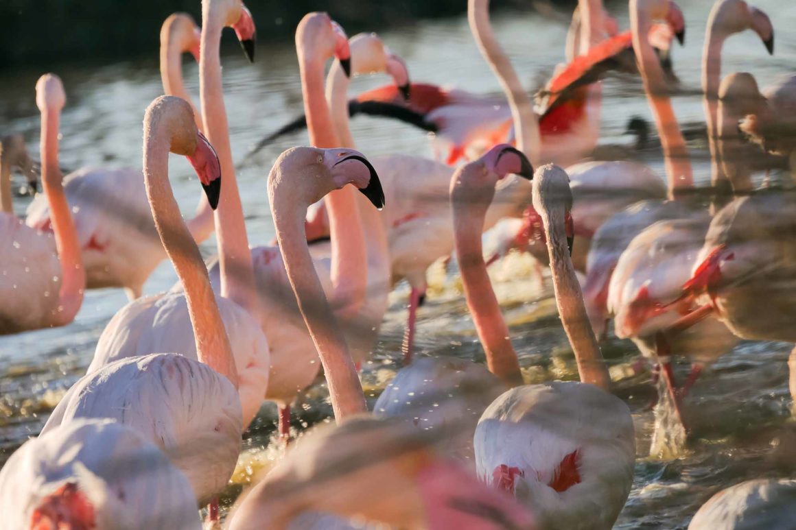Greater flamingos in Camargue, France © Claire B. - Please do not use without authorization