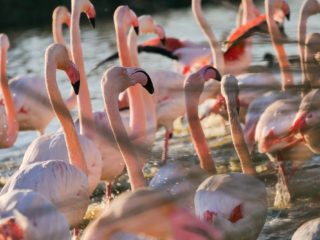 Greater flamingos in Camargue, France © Claire B. - Please do not use without authorization