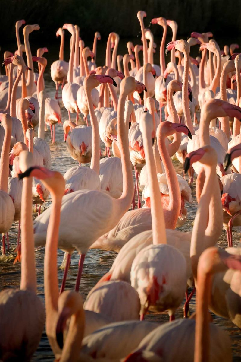 Flamants roses en Camargue, France © Claire Blumenfeld
