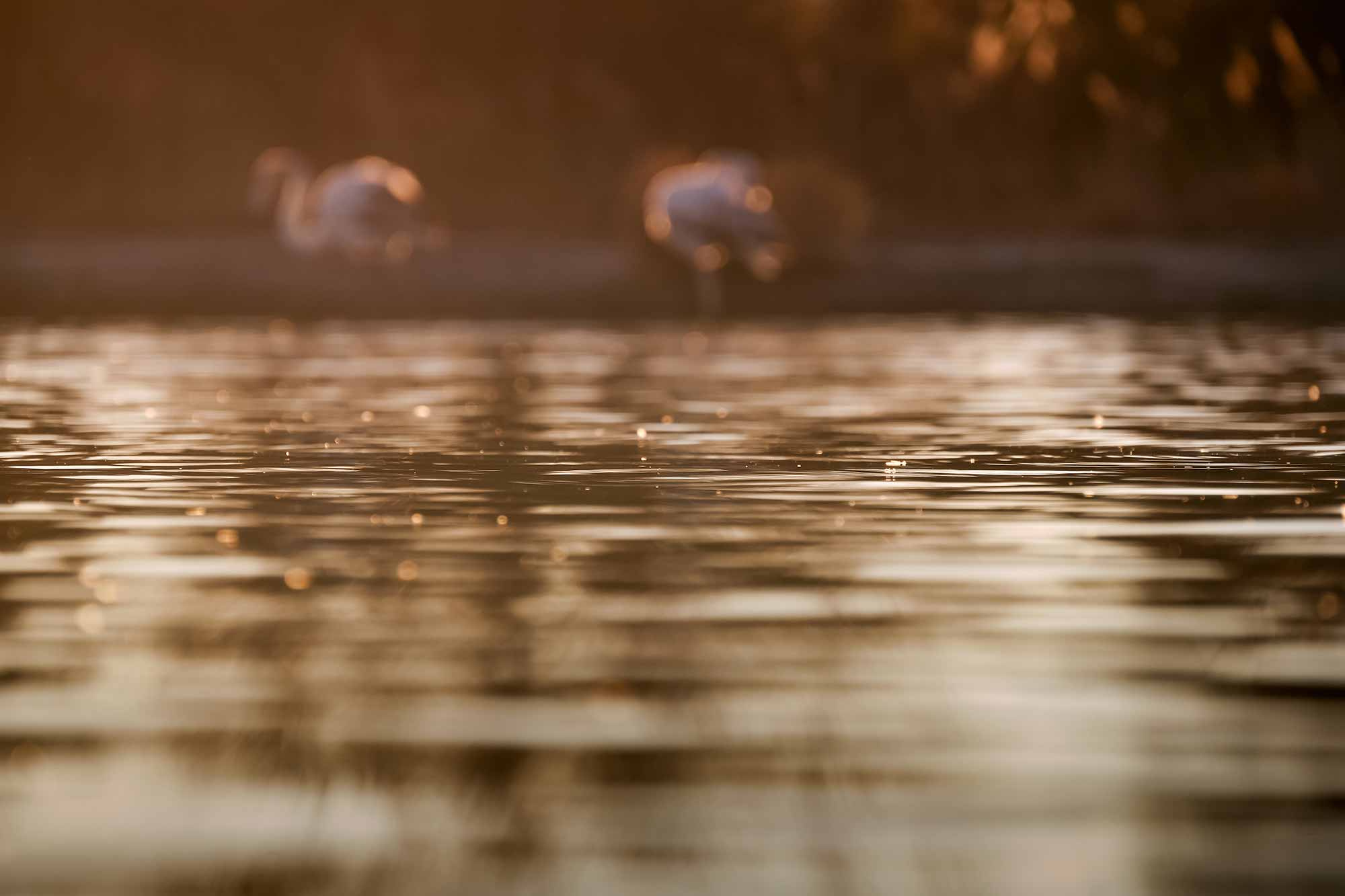 Flamants roses en Camargue, France © Claire B. - Merci de ne pas utiliser sans autorisation