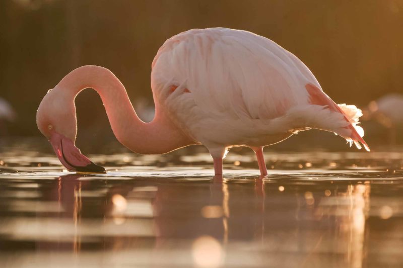 Greater flamingos in Camargue, France © Claire B. - Please do not use without authorization