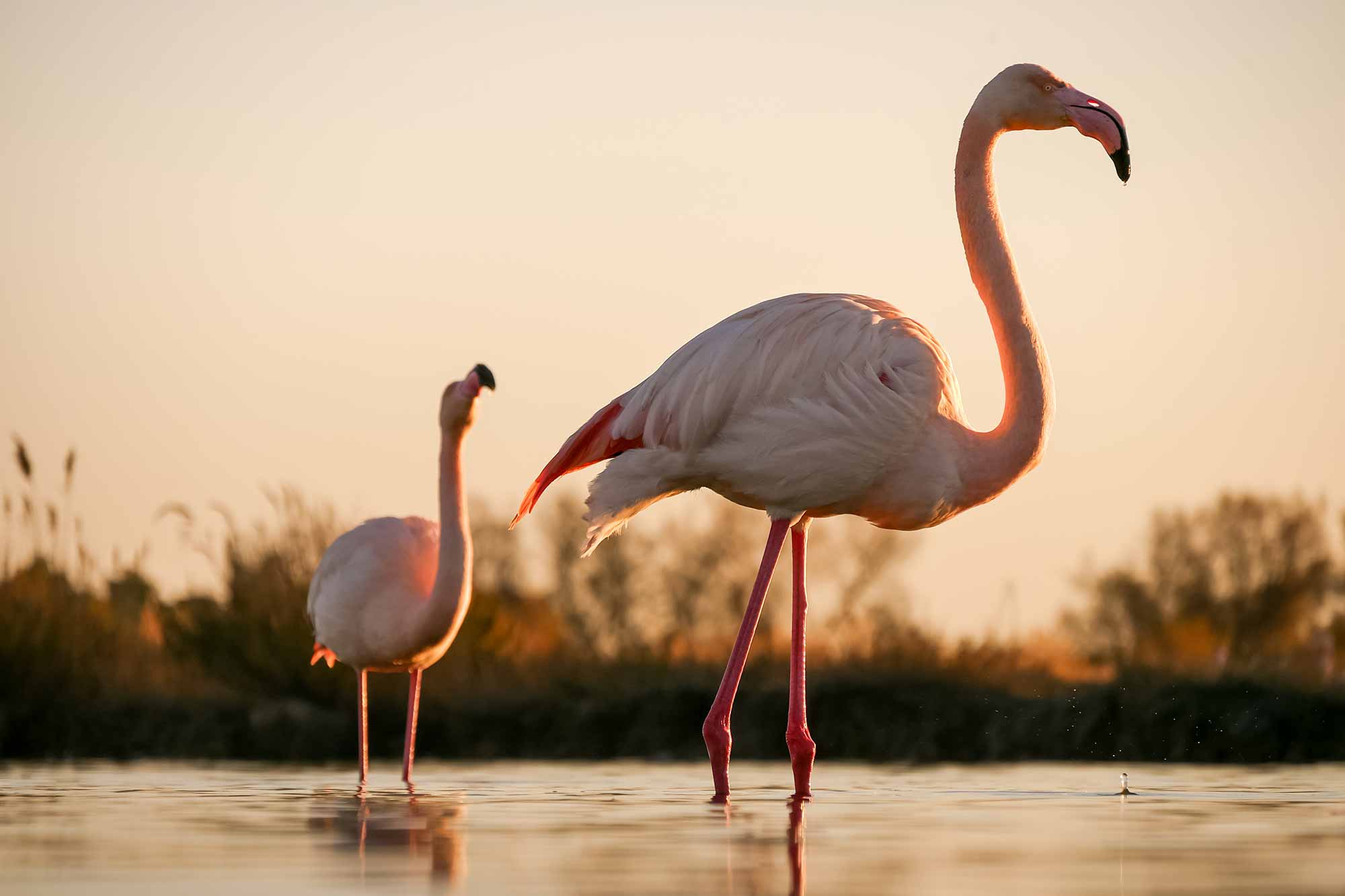 Flamants roses en Camargue, France © Claire B. - Merci de ne pas utiliser sans autorisation
