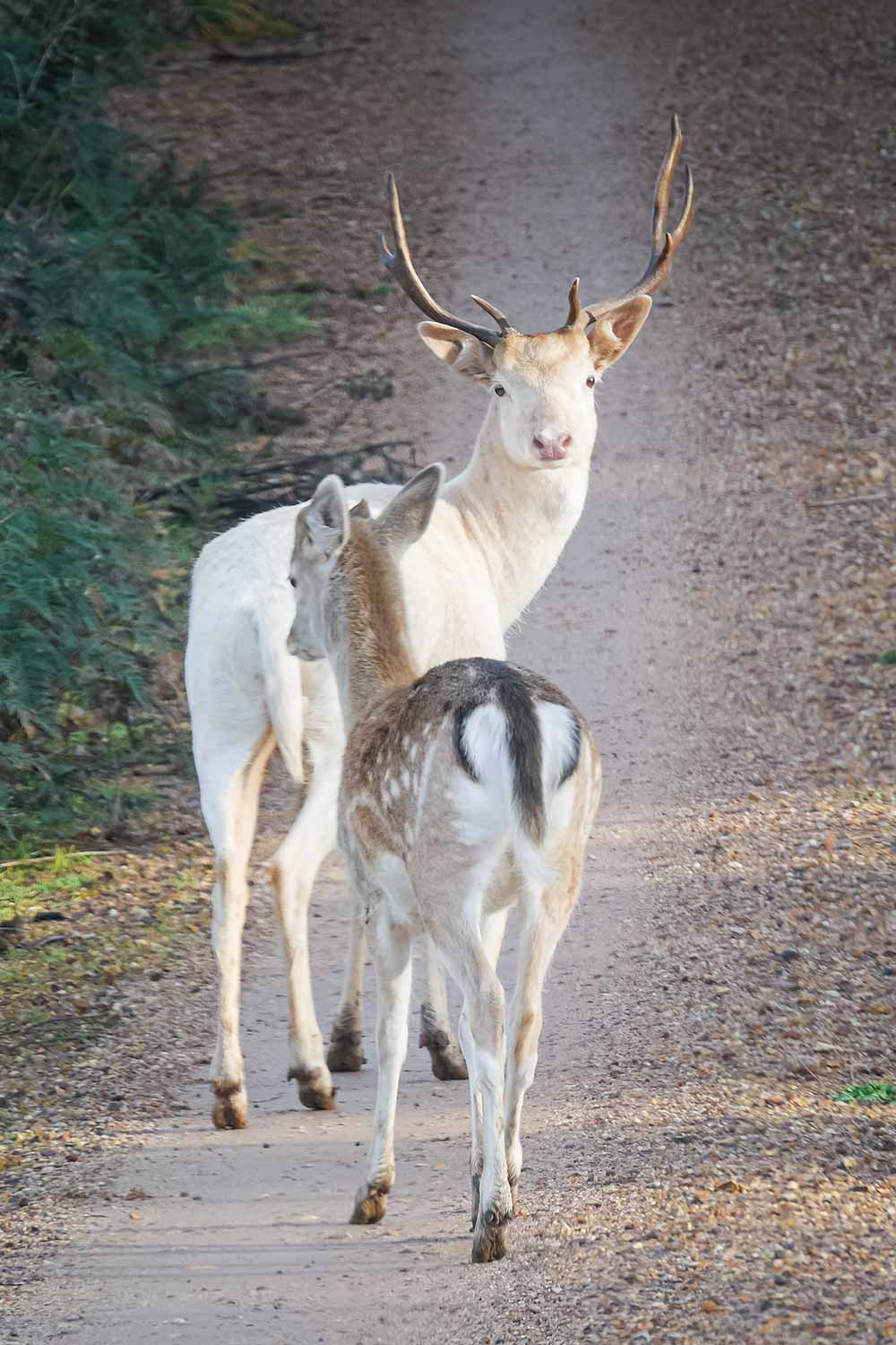 Un cerf blanc et une biche près de Mont Roland en Tasmanie © Claire Blumenfeld