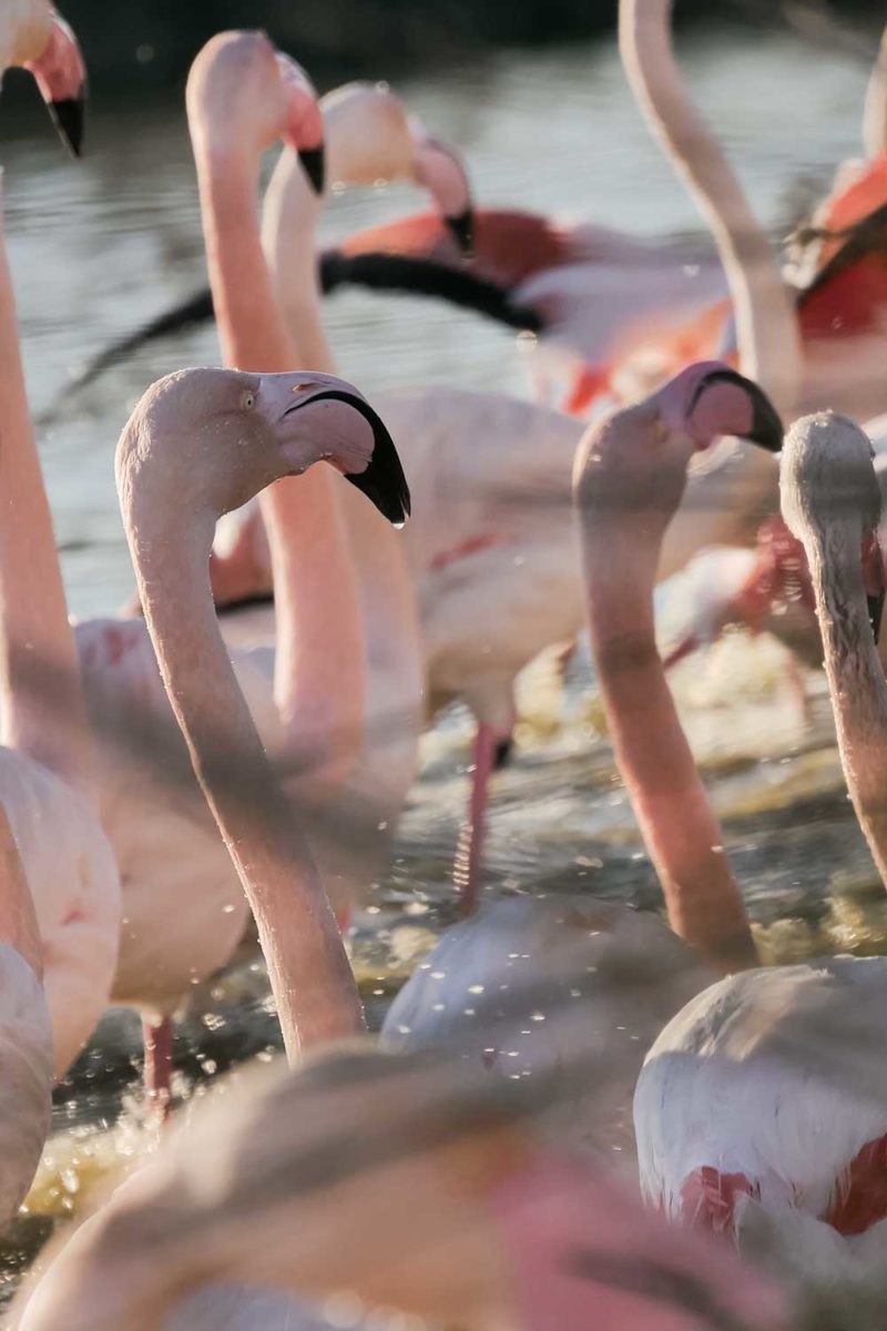 Greater flamingos in Camargue, France © Claire Blumenfeld