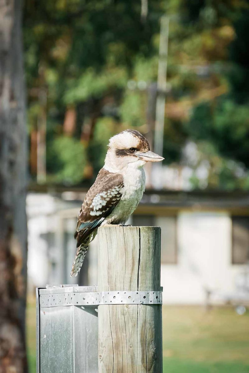 A Kookaburra in the Australian countryside © Claire B. - Please do not use without authorization