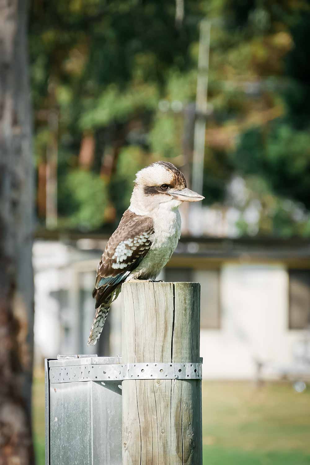 Un Kookaburra dans la campagne Australienne © Claire B. - Merci de ne pas utiliser sans autorisation