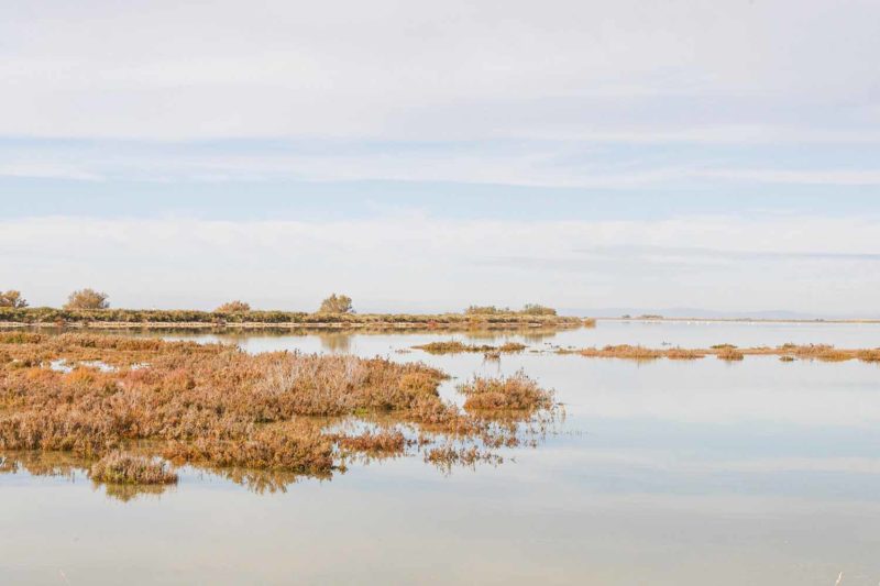 Camargue, France © Claire B. - Merci de ne pas utiliser sans autorisation