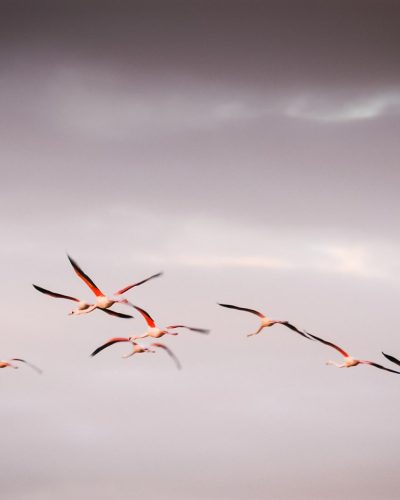 Flamants roses en Camargue, France © Claire B. - Merci de ne pas utiliser sans autorisation