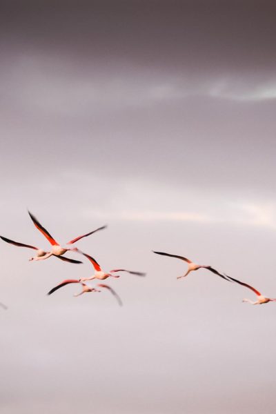 Flamants roses en Camargue, France © Claire B. - Merci de ne pas utiliser sans autorisation