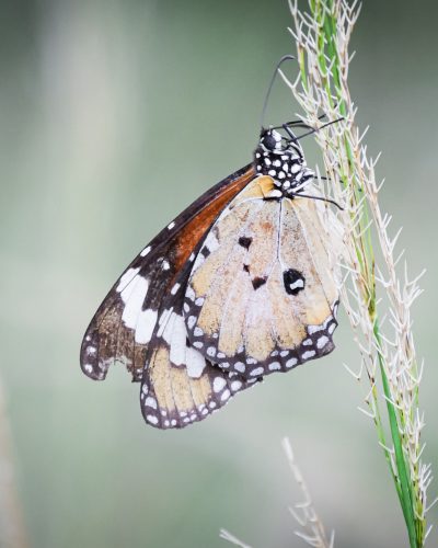 Un papillon Petit Monarque dans la campagne Australienne © Claire Blumenfeld