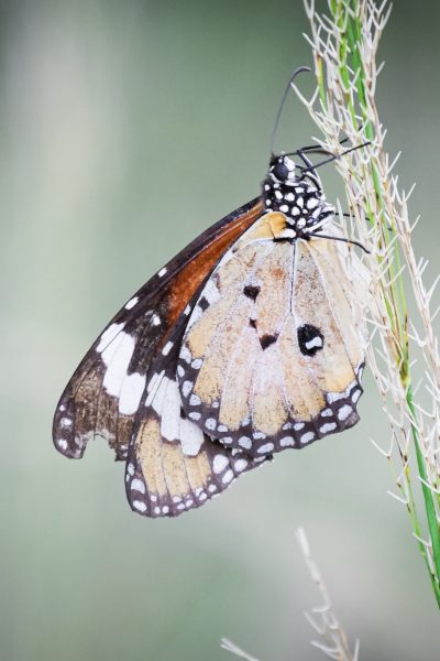 Un papillon Petit Monarque dans la campagne Australienne © Claire Blumenfeld