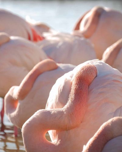 Flamants roses en Camargue, France © Claire B. - Merci de ne pas utiliser sans autorisation