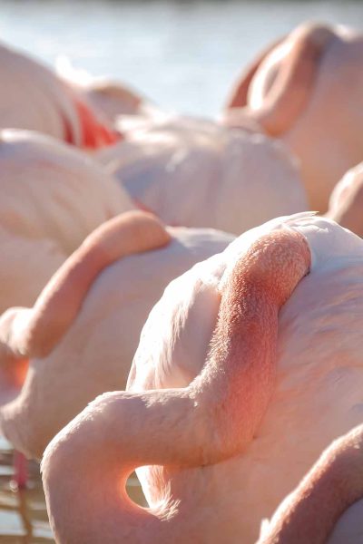 Flamants roses en Camargue, France © Claire B. - Merci de ne pas utiliser sans autorisation