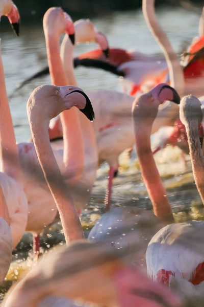 Flamants roses en Camargue, France © Claire B. - Merci de ne pas utiliser sans autorisation