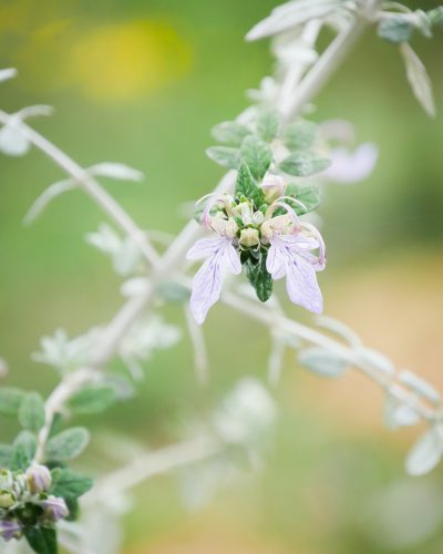 Jardin forêt en fleurs