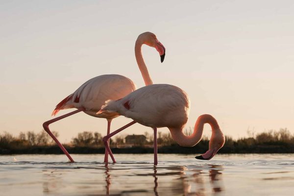 Flamants roses en Camargue, France © Claire B. - Merci de ne pas utiliser sans autorisation